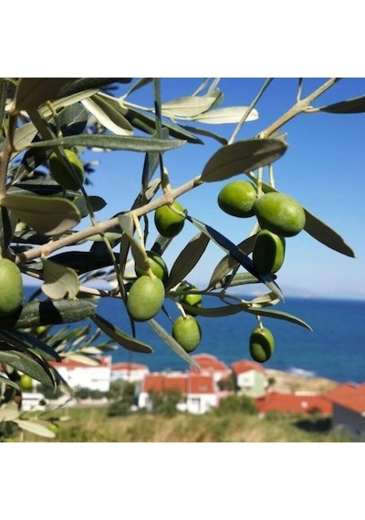 Tüplü Tunus Menşei Chemlali Zeytini Fidanı