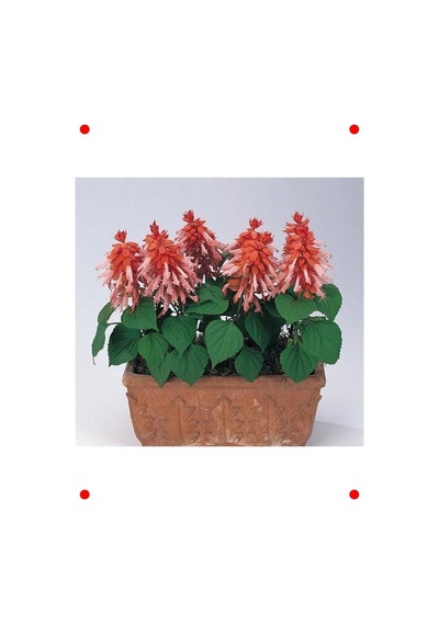 Somon Renkli Salvia Ateş Çiçeği Tohumu - 30 Adet