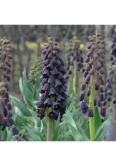 Fritillaria Persica Mor Renkli Ters Lale Soğanı