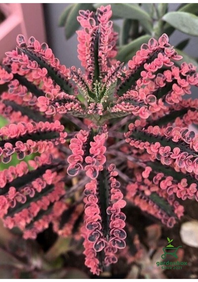 Pembe Renk Kalanchoe Daigremontiana 1 Saksılı 10-15cm