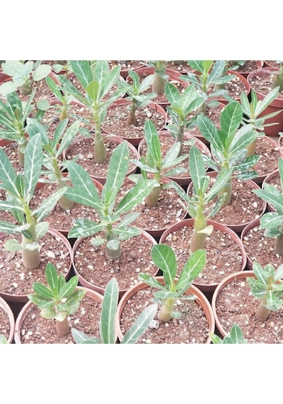 Kırmızı Adenium Çöl Gülü Çiçeği Fidanı