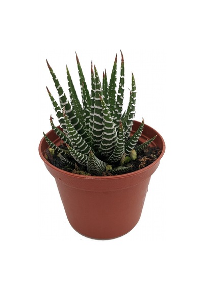 Haworthia Fasciata Zebra  15 Adet