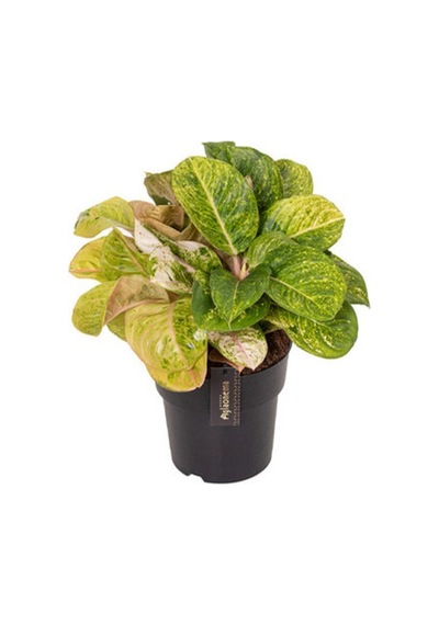 Aglaonema 'apple Fantasy' Çin Herdemyeşili Ø19 Cm H45-50 Cm