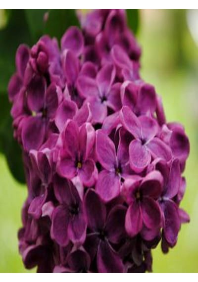 Videolu Pembe 1 Adet Leylak Çiçeği Fidanı 80-160cm Saksılı Lilac Flower