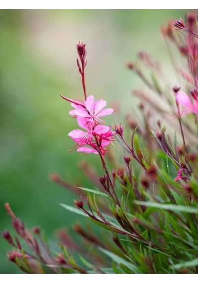 Gaura Çiçeği 5 Adet Saksılı/ Tüplü 40-70cm Çok Yıllık Dış Mekan Çiçeği Gavura Çiçeği