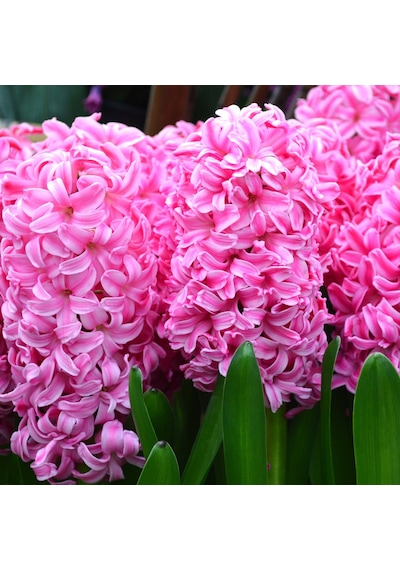 Pink Pembe Güzeli Surprise Sümbül Soğanı 3 Adet