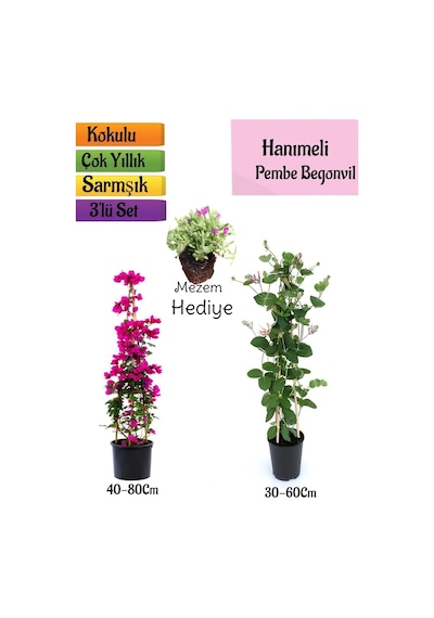 Pembe Begonvil+kokulu Hanıme Çiçeği+mezem Çiçeği 3'lü Peyzaj Seti