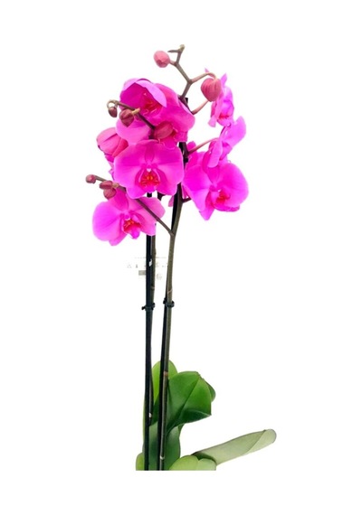 Phalaenopsis Orkide , Çift Dallı Orkide 60-80cm Arası Boyunda, Fuşya - 48358259