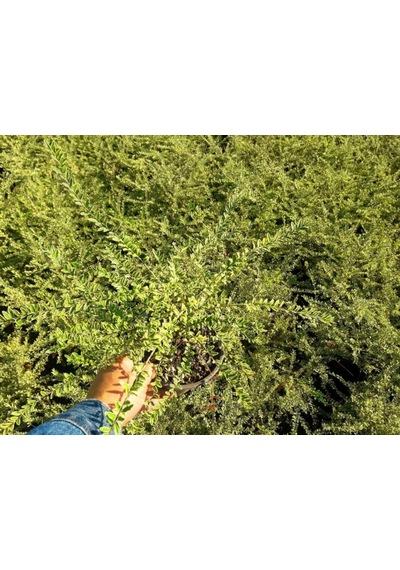 Yayılıcı - Yer Örtücü 'lonicera Lemon Beauty' 5'liset
