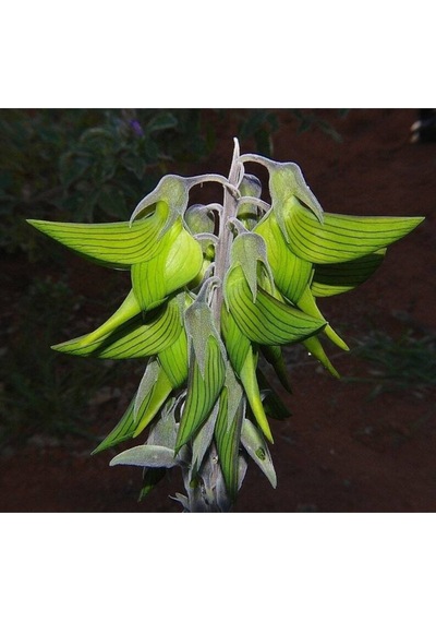 10 Adet Regal Bird Flower Tohumu
