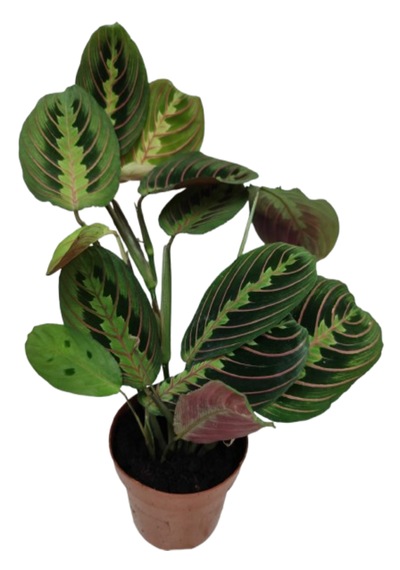 İthal Cins Calathea Marantha Dua Çiçeği