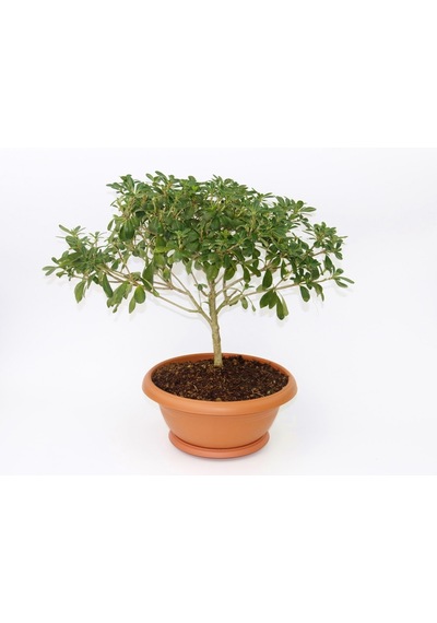 Bonsai Yıldız Çalısı Pitosporum Ev / Ofis Bitkisi