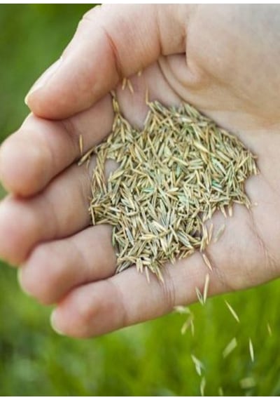 7 Karışım Çim Tohumu 1 Kg.