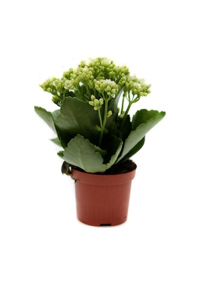 Beyaz Kalanşo, Kalanchoe Fidanı Fidesi 10-20 Cm