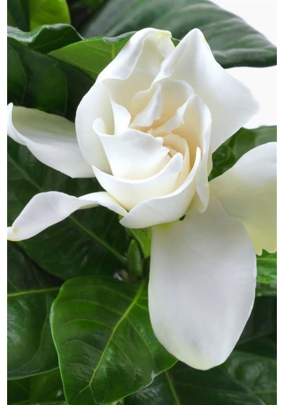 Videolu Mis Kokulu Masa Çiçeği 1 Adet Gardenya Saksılı 30-40cm Gardenia Flower