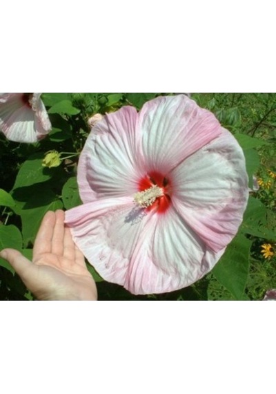 Dev Hibiscus Çiçeği Tohumu Ekim Seti 5 Tohum +Saksı+Toprak