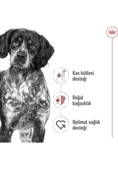 Royal Canin Loaf Mousse Orta Irk Yetişkin Köpek Ödül Maması Konserve 410 G