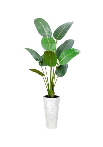 Yapay Ağacı Beyaz 57cm Uzun Kumsal Vazoda Muz Ağacı Yapay Starliçe 195cm 10 Yaprak