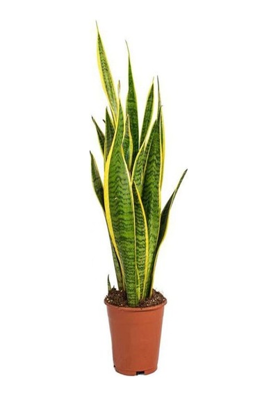 Videolu Paşa Kılıç Bitkisi 1 Adet Saksılı 20-30cm Peygamber Kılıcı Iç Mekan Bitkisi Sansevaria