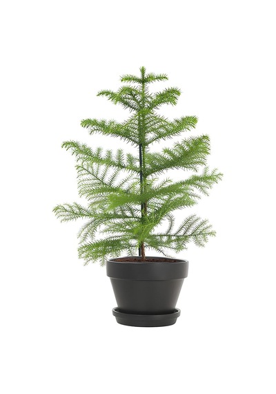 Japon Şemsiyesi 40-60cm 1 Adet Saksılı+salon Çamı 30-40 Cm 1 Adet Saksılı