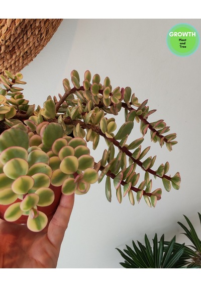 Portulacaria Afra Fil Azığı 10.5cm Saksıda 1 Adet