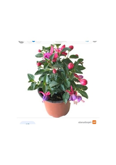 Küpeli Çiçeği Fidesi Fidanı 10-20 Cm