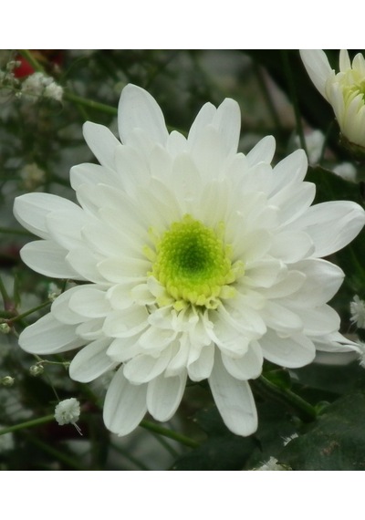 Kasımpatı Krizantem Chrysanthemum Beyaz 10 Adet