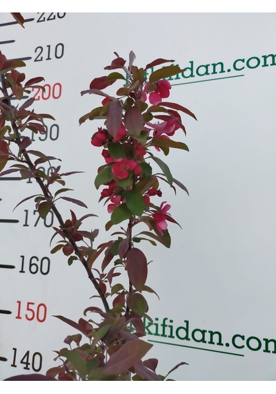 3 Yaş Süs Elması Fidanı