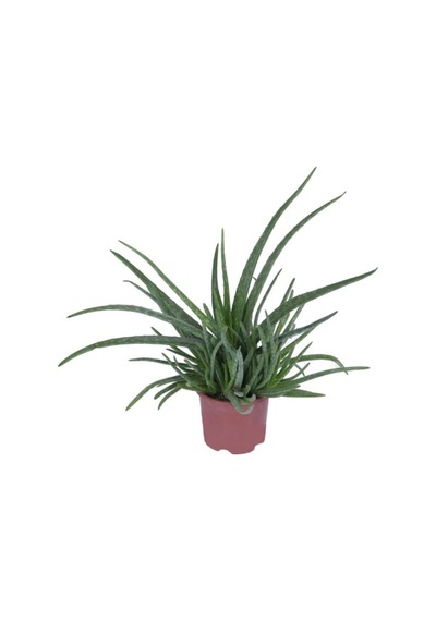 Aleovera Bitkisi Fidanı 10-20 Cm