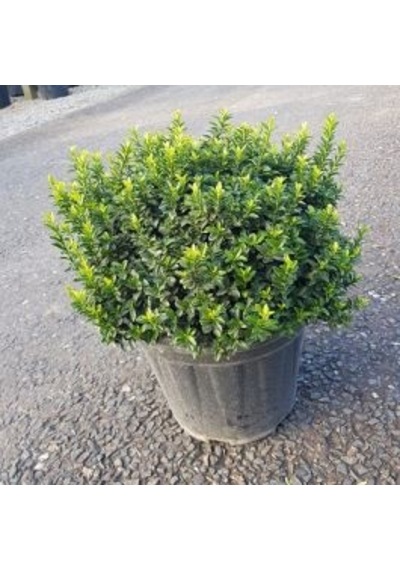 Altuni Çıtır Taflan - Euonymus Microphyllus Pulchellus Aureus Celastraceae 5 Adet