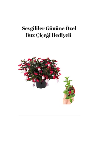 Kadınlar Gününe Özel Hediyelik Küpeli Çiçeği Buz Çiçeği Hediyeli