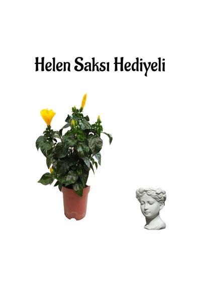 Kadınlar Gününe Özel Sarı Renk Japon Gülü Hibiscus Rosa Helen Saksı Hediyeli