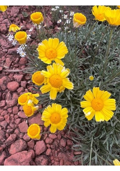 Çeşme Papatyası Sarı Renkli 20 40 Cm 1 Adet Saksılı Canlı Bitki Osteospermum