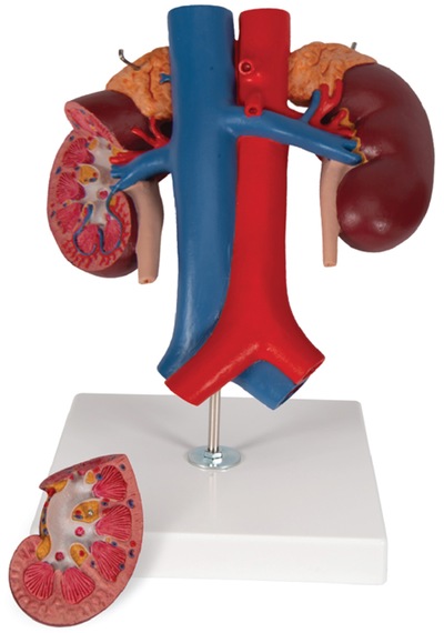 Böbrek Üstü Bezleri, Çıkan Üreterler, Renal Damarlar Ve Büyük Damarları İçeren İnsan Böbrek Modeli, Gerçek Boyut, 2 Parçalı - Böbrek Maketi 01 Böbrek Üstü Bezleri, Çıkan Üreterler, Renal Damarlar Ve Büyük Damarları İçeren İnsan Böbrek Modeli, Gerçek Boyut, 2 Parçalı - Böbrek Maketi 01