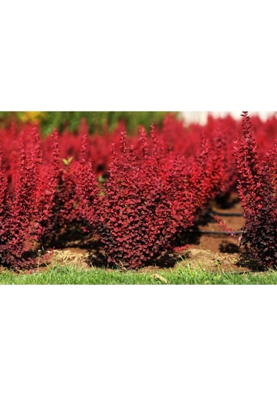 Videolu Roket Berberis Fidanı 1 Adet Saksılı 40- 60 Cm Bahçe Çit Bitkisi Vendita Pianta
