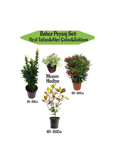 Bahçe Seti 1 Adet Yeşil Taflan+1 Adet Alev Çalısı+1 Adet Kırmızı Zakkum+hediye Mezem