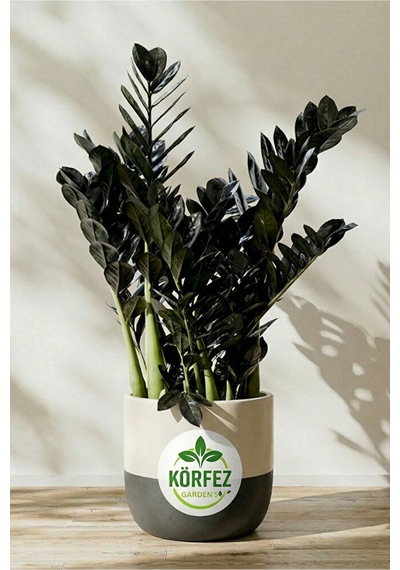 Thebestonline Zamia Zamioculcas Zamiifolia - Zeze Ithal Iç Mekan Bitkisi 25,30 Cm