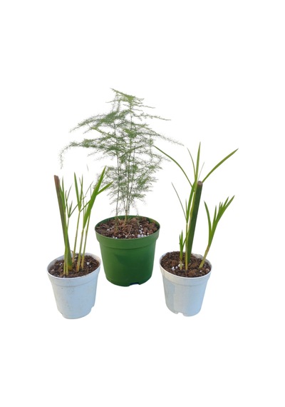 3'lü Set 2 Adet Japon Şemsiyesi+ 1 Adet Tül 5-10 Cm Salon Bitkisi