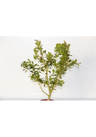 BONSAİ BUXUS 2 ADET - HEDİYELİK BONSAİ (Kırmızı Saksı)