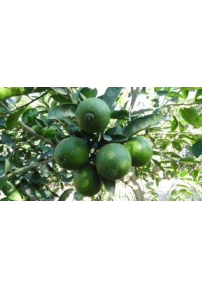Nadir Ithal Lime Tohumu Ekim Seti