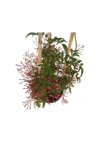 Jasminum Sambac - Arap Yasemini İki Köklü