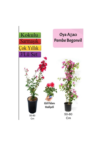 Avantajlı Ürün Kırmızı Oya Ağacı Pembe Begonvil Telgraf Çiçeği