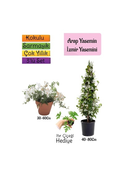 Kokulu Arap Yasemini+klasik İzmir Yasemin+ıtır Çiçeği Hediyeli 3'lü Bahçe Seti