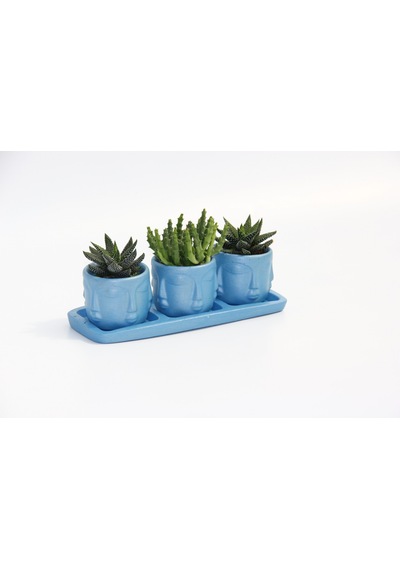 Trio Mavi Adler Sukulent Seti - Haworthia. Huernia