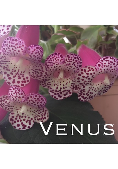 Koleksiyonluk Venüs Kohleria Japon Küpelisi Çiçeği Fidesi Mini Saksıda