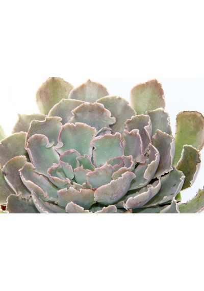 Echeveria - Büyük Boy Sukulent