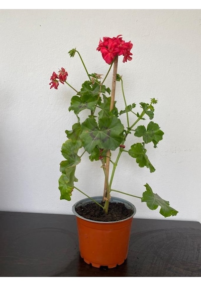 Sakız Sardunya Fidanı 10-20 Cm
