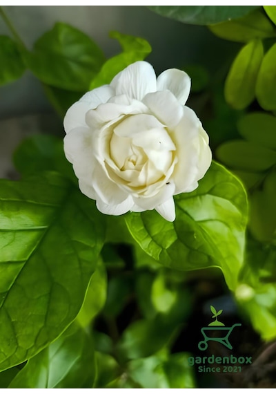 Kokulu Katmerli Ful Yasemin Çiçeği 1 Adet Saksılı 30-60cm Jasminum Sambac