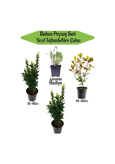 Bahçe Seti 2 Adet Yeşil Taflan+1 Adet Alev Çalısı + Lavanta