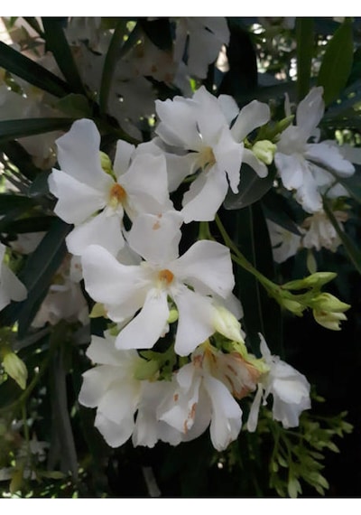 Beyaz Zakkum Bitkisi 1 Adet Saksılı/ Tüplü 30-60 Cm White Oleander